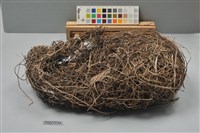 藏品(織布鳥鳥巢)的圖片